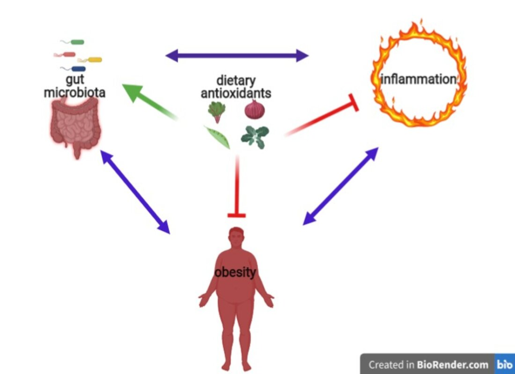 metabolism antioxidants gut health inflammation